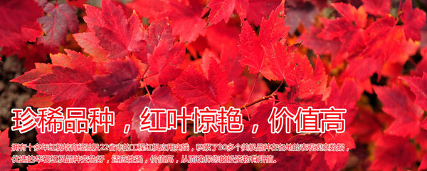 紅楓,美國紅楓,日本紅楓-渤海:新區街頭綠化帶呈現“野草之美”-美國紅楓十月光輝|夕陽紅|紅冠|秋火焰|日本紅楓獅子頭、三河八房、紅三河批發【華石紅楓 tel:4006168511】-7.shmmw.com