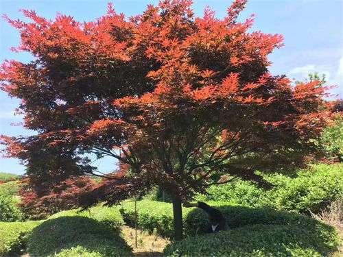 中日美紅楓爭奪戰(zhàn), 紅楓之鄉(xiāng) 為什么還堅守 中國