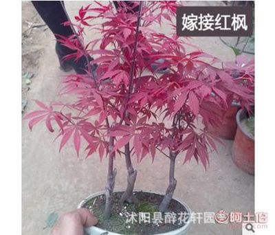 【醉花軒盆栽黃金楓日本紅楓盆景樹樁紅楓盆栽紅楓苗成型盆景苗】沭陽縣醉花軒園藝場 - 產品庫
