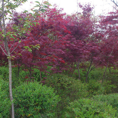 四季紅楓 三季紅 日本紅楓 羽毛楓 青楓 中國(guó)紅楓
