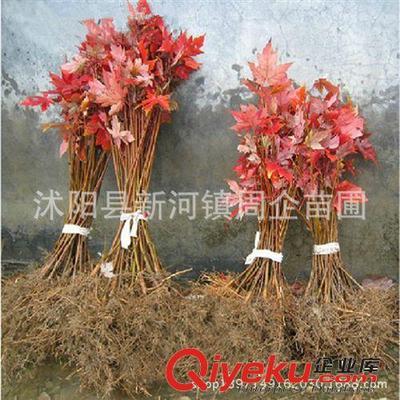 批發(fā)正宗嫁接日本紅楓苗 日本紅楓樹苗 日本紅楓三季紅小苗盆景-沭陽縣新河鎮(zhèn)周企苗圃提供批發(fā)正宗嫁接日本紅楓苗 日本紅楓樹苗 日本紅楓三季紅小苗盆景的相關(guān)介紹、產(chǎn)品、服務(wù)、圖片、價(jià)格沭陽縣新河鎮(zhèn)周企苗圃、灌木;綠化苗;種子;盆景;果樹苗