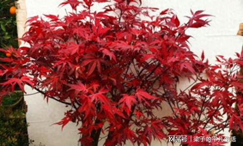 中國(guó)人視為垃圾的樹葉,在日本卻成熱銷美食,一份售價(jià)八九塊