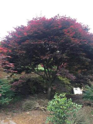 [日本紅楓 批發]山東菏澤鄆城縣楓樹 188.00元/棵苗木 _ 一畝田