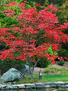 日本紅楓：喬木與灌木形態(tài)之美