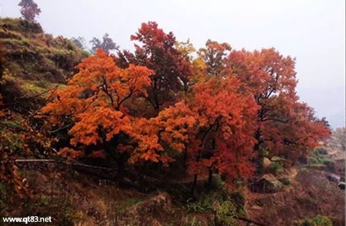 12月9-10日周末休閑徒步 探訪中國最美大會(huì)嶺紅楓古道與百丈漈風(fēng)景區(qū)