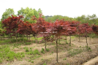 雞爪槭、紅楓與日本紅楓 三者的區(qū)別詳解