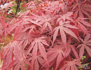 精選日本紅楓，安徽合肥肥西專業(yè)供應(yīng)，規(guī)格齊全量大從優(yōu)