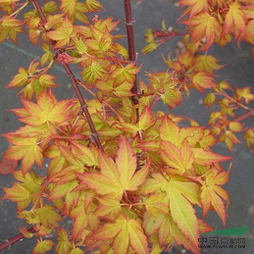 橙之夢(mèng)日本紅楓盆景制作全攻略 從紅楓苗到藝術(shù)精品的蛻變