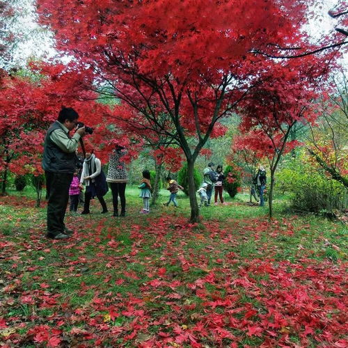 2018年最后96天 日本紅楓打造最美景區(qū)黃金時(shí)段