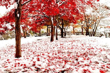 日本紅楓品種選擇指南 生長(zhǎng)速度與葉形美觀的平衡