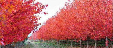 美國(guó)紅楓'十月光輝'的種植方法與園林用途，以及小苗價(jià)格與基地介紹——兼談日本紅楓的區(qū)別