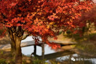 上海小眾賞楓地盤(pán)點(diǎn) 日本紅楓正當(dāng)時(shí)，這些地方即將刷屏朋友圈