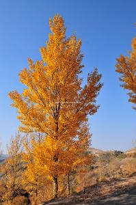 日本紅楓赤金楓 秋日?qǐng)@林的璀璨明珠