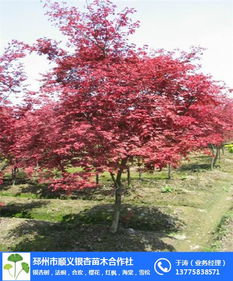 秋色如畫(huà) 探秘順義紅楓基地與日本紅楓高清大圖賞析